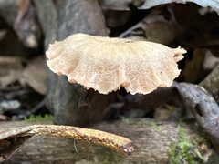 Craterellus tubaeformis
