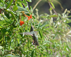 Anthracothorax dominicus