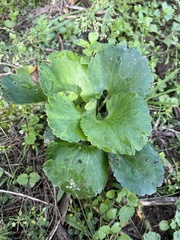 Ranunculus abortivus