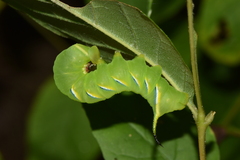 Sphinx kalmiae