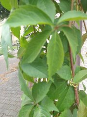 Parthenocissus quinquefolia