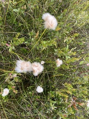 Eriophorum