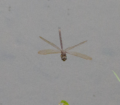 Boyeria vinosa