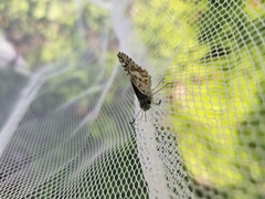 Burnsius communis