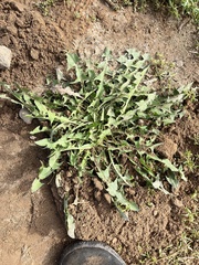 Taraxacum officinale