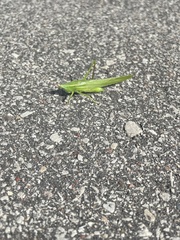 Neoconocephalus ensiger