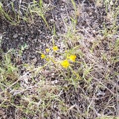 Pectis papposa papposa