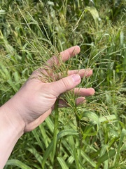 Panicum dichotomiflorum