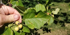 Crataegus punctata