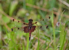 Celithemis elisa