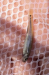 Pimephales notatus