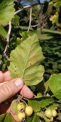 Crataegus punctata