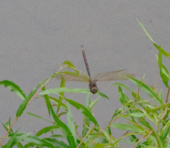 Boyeria vinosa