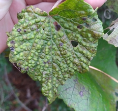 Daktulosphaira vitifoliae