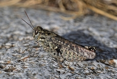 Calliptamus barbarus