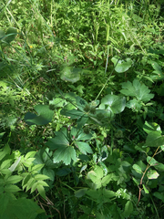 Sanicula marilandica
