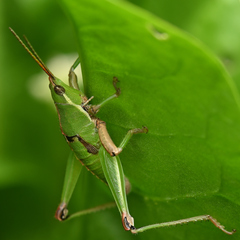 Sphenarium