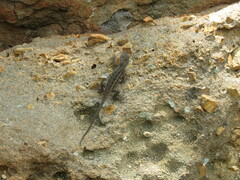 Sceloporus consobrinus
