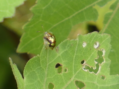 Deloyala guttata
