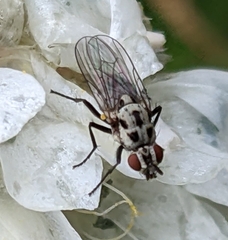 Anthomyia