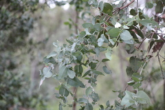 Eucalyptus melanophloia