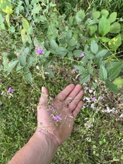 Desmodium