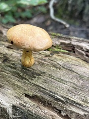 Gymnopilus