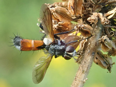 Cylindromyia intermedia