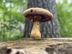 Gymnopilus