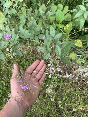 Desmodium