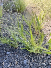 Panicum capillare