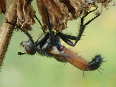 Cylindromyia intermedia