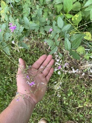Desmodium