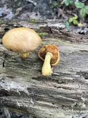 Gymnopilus