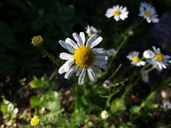 Tripleurospermum inodorum