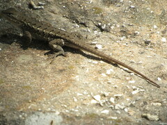 Sceloporus consobrinus