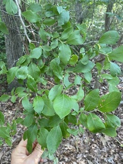 Vaccinium corymbosum