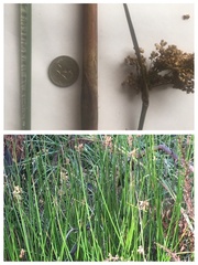 Juncus procerus