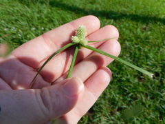 Cyperus sesquiflorus