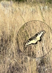 Papilio machaon oregonius