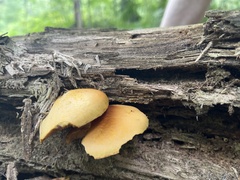 Gymnopilus