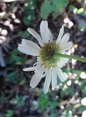 Tripleurospermum inodorum