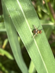 Gymnoclytia