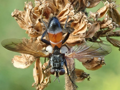 Cylindromyia intermedia