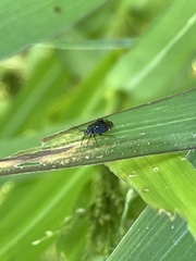 Microtechnites bractatus