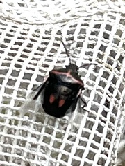 Cosmopepla lintneriana