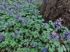 Corydalis solida