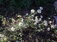 Tripleurospermum inodorum