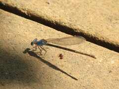 Argia apicalis