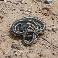 Thamnophis cyrtopsis